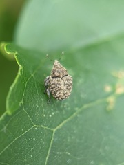 Acanthoscelidius acephalus