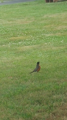 Turdus migratorius