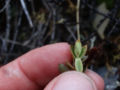 Veronica biggarii