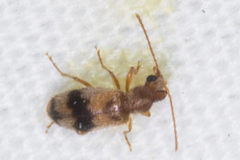 Notoxus desertus