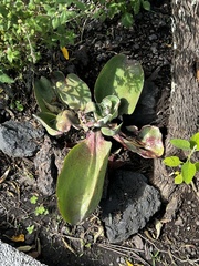 Echeveria gibbiflora