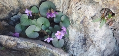 Viola flettii