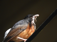 Copsychus malabaricus