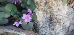 Viola flettii