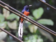 Copsychus malabaricus