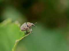 Acanthoscelidius acephalus