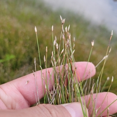 Eleocharis quinqueflora