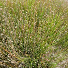 Eleocharis quinqueflora