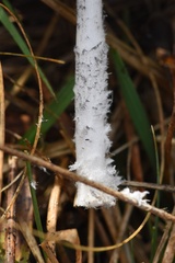 Coprinopsis pseudonivea
