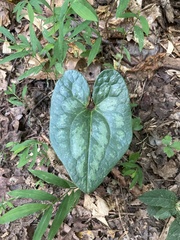 Hexastylis shuttleworthii
