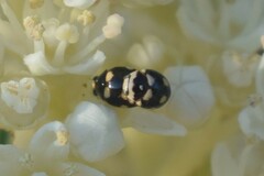 Brachiacantha decempustulata