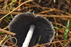 Coprinopsis pseudonivea