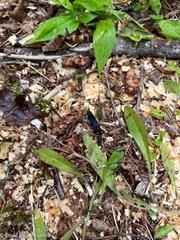 Urocerus cressoni