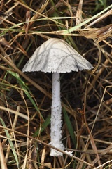 Coprinopsis pseudonivea