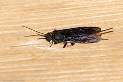Urocerus cressoni