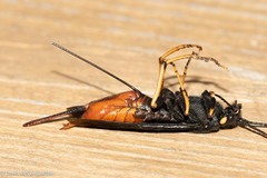 Urocerus cressoni