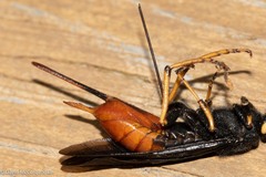 Urocerus cressoni