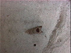 Notocelia uddmanniana