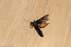 Urocerus cressoni