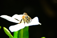 Apis mellifera