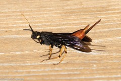 Urocerus cressoni