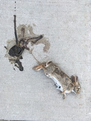 Sylvilagus floridanus