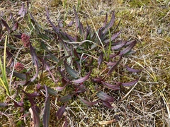 Rumex arcticus