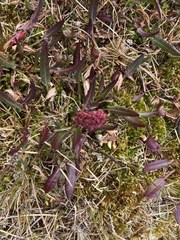 Rumex arcticus