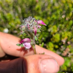 Pedicularis ornithorhynchos