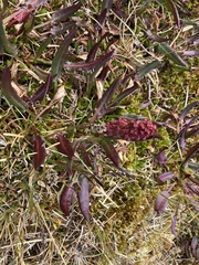 Rumex arcticus