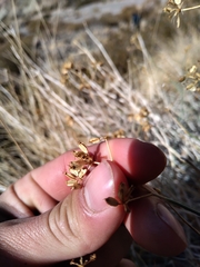Asteriscium
