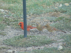 Cardinalis cardinalis