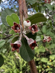 Malacomeles