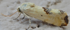 Ponometia libedis