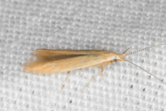 Coleophora glaucella