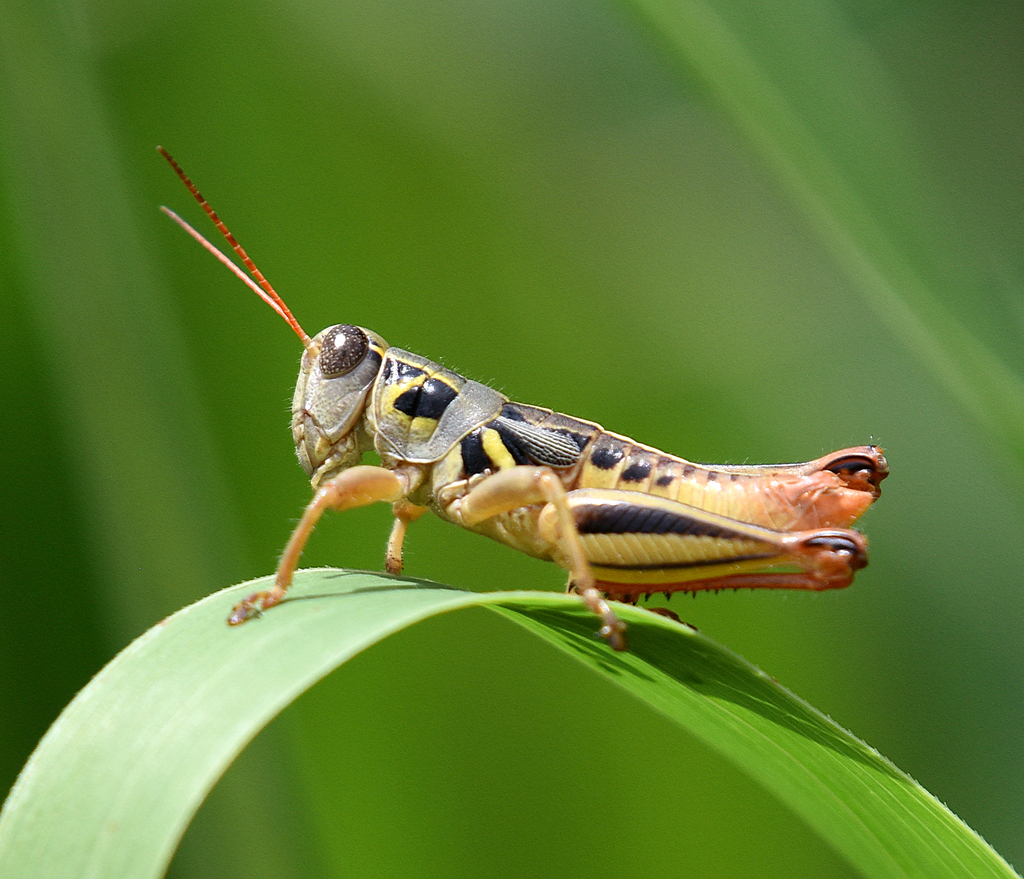 Humphrey's Grasshopper