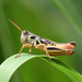 Humphrey's Grasshopper - Photo (c) Steven Mlodinow, some rights reserved (CC BY-NC), uploaded by Steven Mlodinow