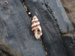 Maculotriton serriale