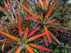 Guzmania nidularioides