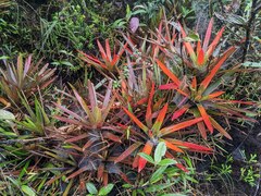 Guzmania nidularioides