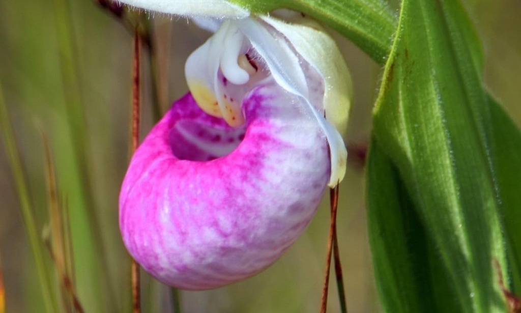 showy lady's slipper from Lac du MB, CA on July 04, 2022 at 01