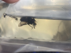Sericomyia tolli