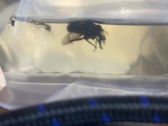 Sericomyia tolli