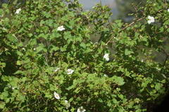 Rubus neomexicanus