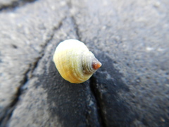 Littorina saxatilis