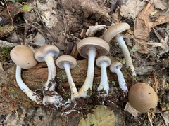 Cortinarius modestus
