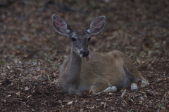 Odocoileus virginianus couesi