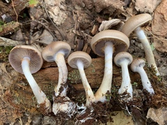 Cortinarius modestus