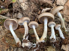 Cortinarius modestus