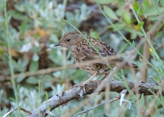 Prunella modularis mabbotti